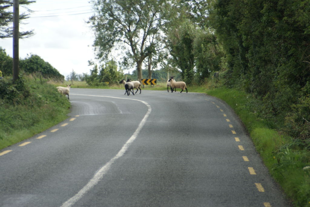 Ireland sheeps