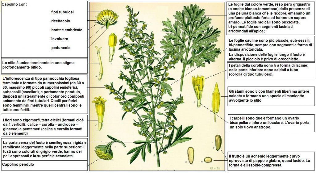 Artemisia absinthium Kohler DESC