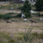 Giornata al rifugio Valasco (02 09 2026) #18
