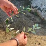 Viaggio in Grecia delle classi quinte del liceo classico 2026